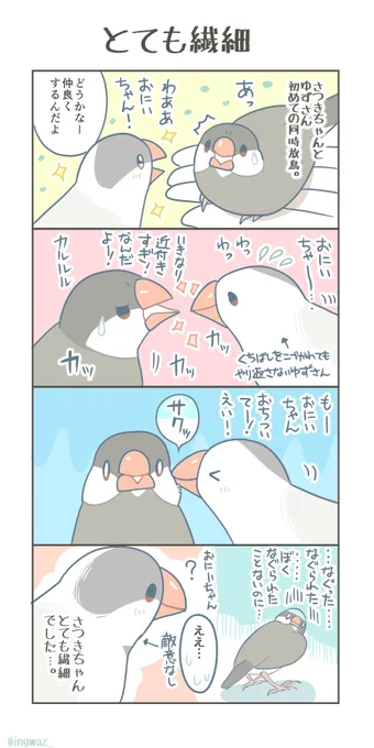 さつきちゃんとゆずさん、初めての同時放鳥の時のこと。  #Buncho #javasparrow #文鳥