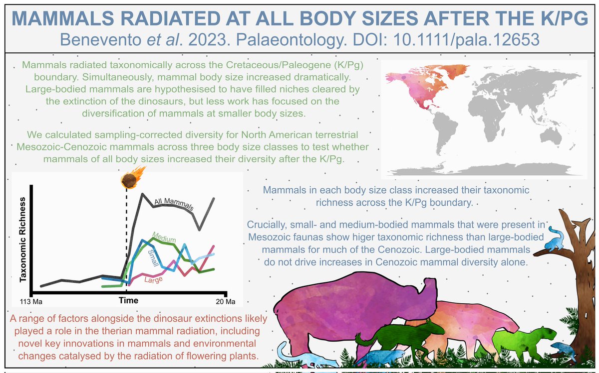 Myself, @ButlerLabBham, @BensonLabOxford & @rogerclose are excited to share our new paper on #Mesozoic/#Cenozoic #mammal #diversity across different body #size classes. Take a look at the full OA paper here: doi.org/10.1111/pala.1… @ThePalAss, published in time for #FossilFriday