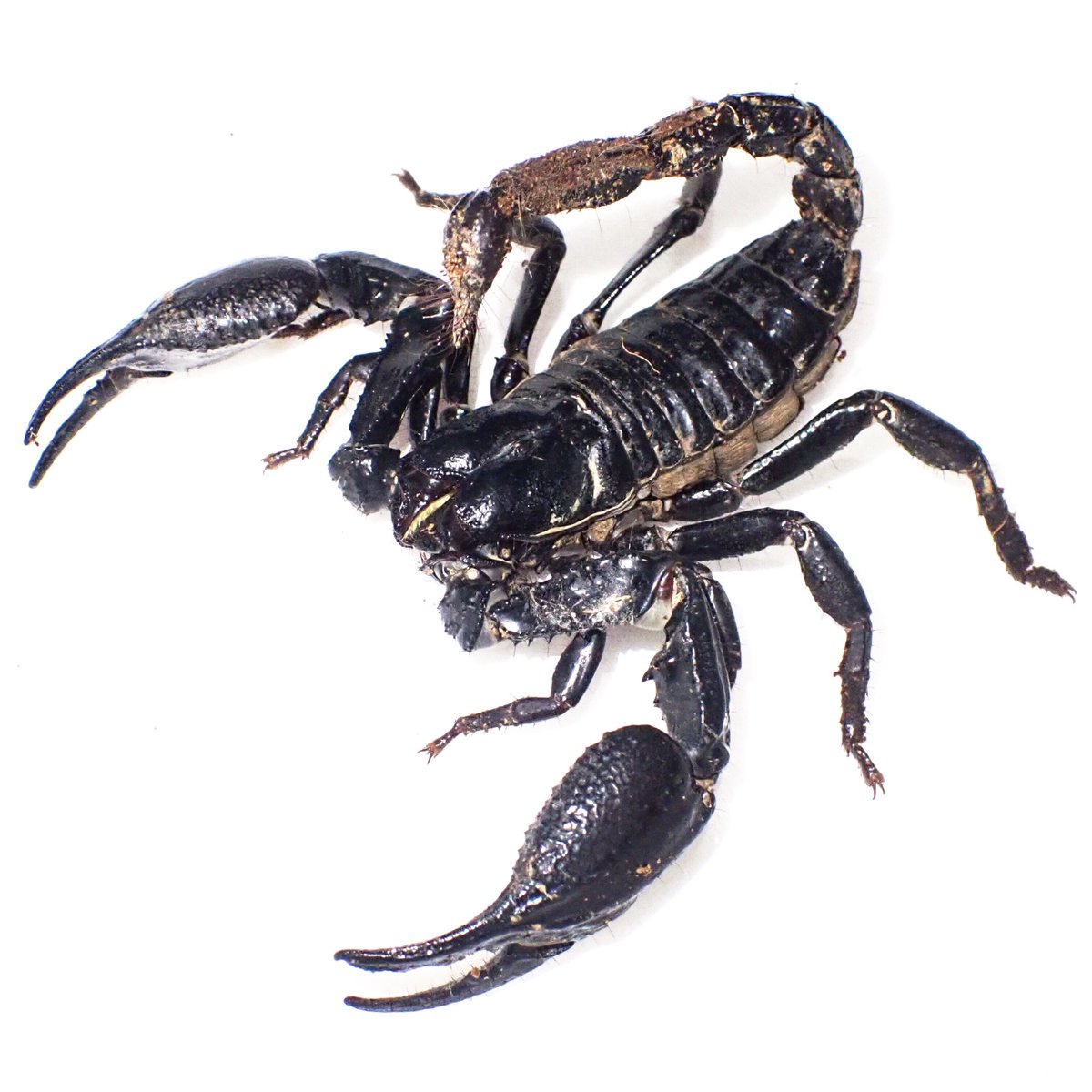 Scorpion_Labo's tweet photo. 論文が受理、発表されました。

タイでのHeterometrusについての研究です。

主に H. silenus及びH. spiniferのタイでの記録、H. cimrmani及びH. minotaurusの再記載、それに伴うH. laevigatusの疑問名指定、H. minotaurusのメスの初記載です。
 
https://t.co/tDMp4Irt52 https://t.co/cFQoYI1nhE
