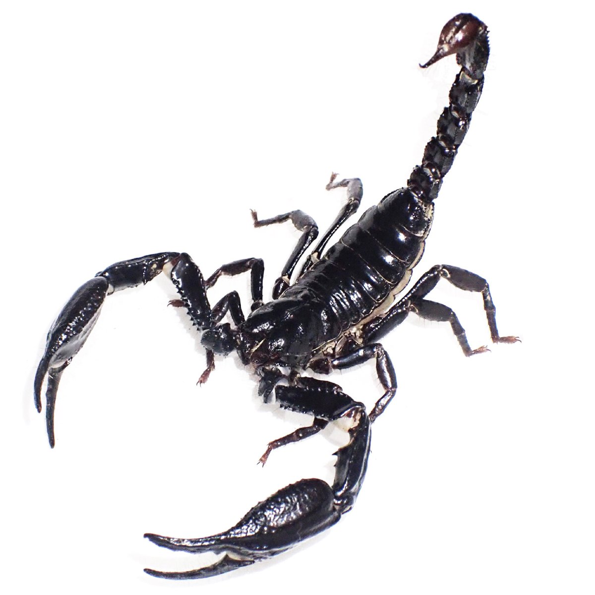 Scorpion_Labo's tweet photo. 論文が受理、発表されました。

タイでのHeterometrusについての研究です。

主に H. silenus及びH. spiniferのタイでの記録、H. cimrmani及びH. minotaurusの再記載、それに伴うH. laevigatusの疑問名指定、H. minotaurusのメスの初記載です。
 
https://t.co/tDMp4Irt52 https://t.co/cFQoYI1nhE
