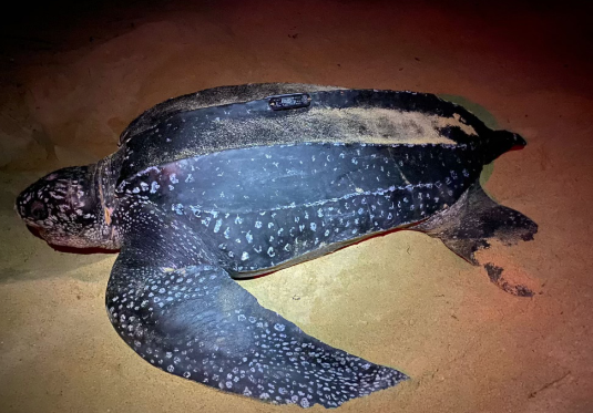ICB_journal's tweet photo. It's #SeaTurtleWeek ! 
by Sydney Payne tells about their recent #research project exploring the post and inter-nesting movements of Leatherback #seaturtles in Anloga, #Ghana

https://t.co/rWDMkhBBe8

&amp; free read
Lessons Learned from Studies of Sea Turtles
https://t.co/vRGq7yzsRU https://t.co/6CNvAOyJsY