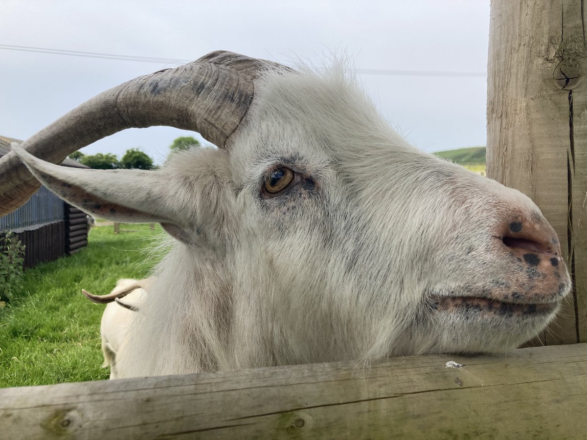 Happy Father's Day!

Cheeky Delboy here is popping up to wish all dads, dads-to-be and loved ones a great day.

He will be celebrating this special occasion with his lovely father, Albert, and his son, Rodney, at our Church Knowle centre.