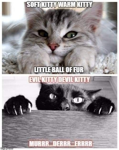 HeatherWeidner1's tweet photo. I never knew there was a second verse #warmkitty #softkitty #secondverse #badkitty #Caturday https://t.co/sXrF2zeMMb