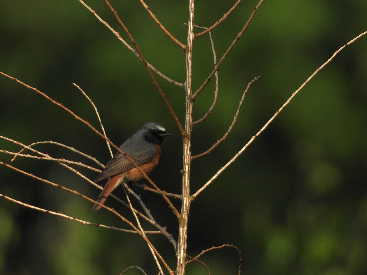 From my recent wanders with Polly in the #ForestofDean
Roe Doe
Slowworm 
Common Blue 
Male Redstart