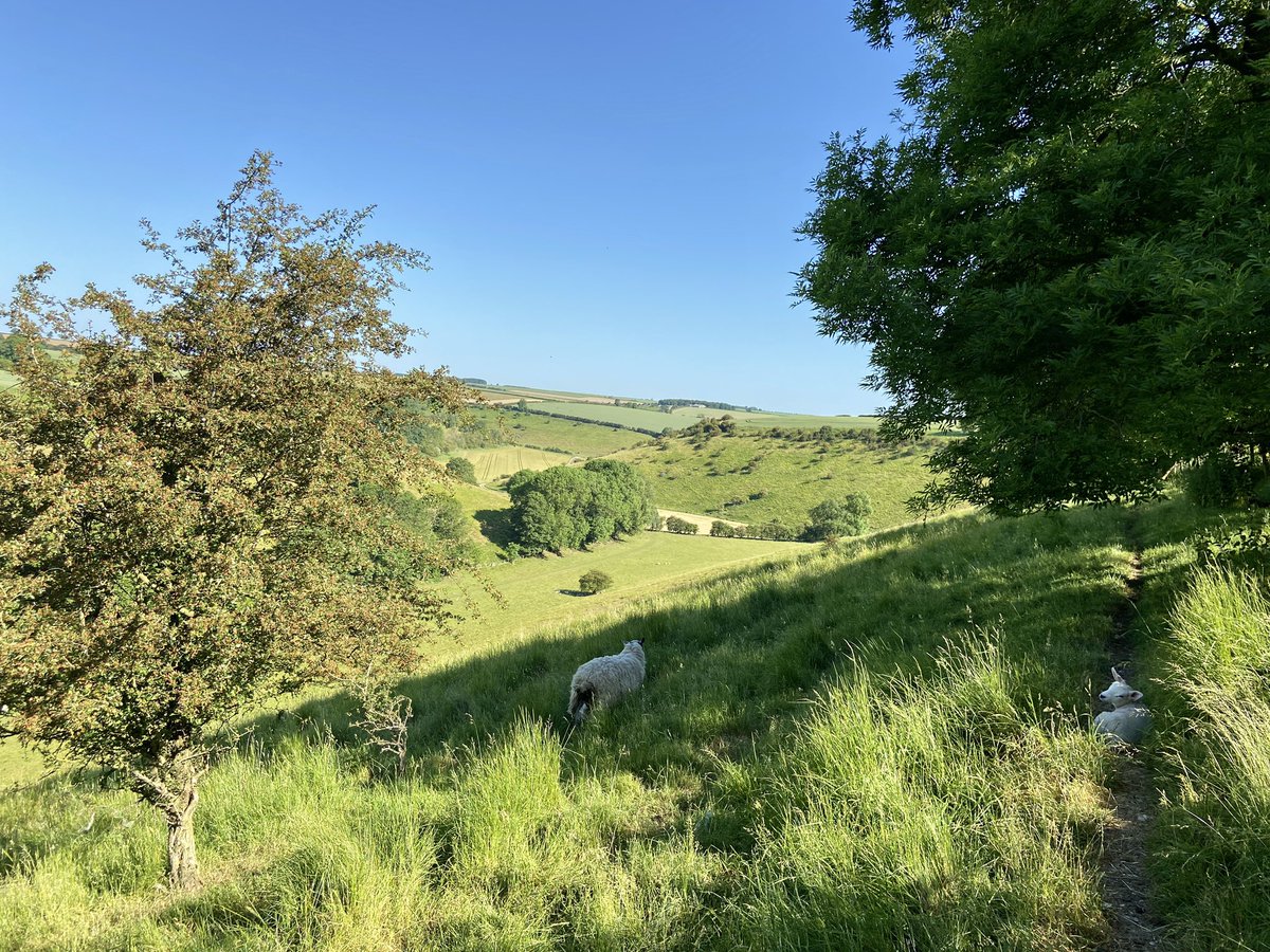 Summer Warmth In The Valley. 24°C. Lambs in the shadows.