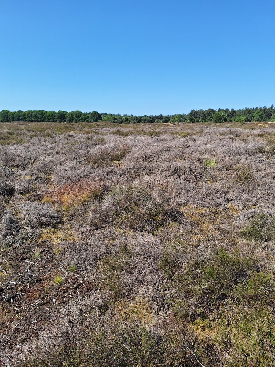 Roelenbomen's tweet image. De heide gaat het niet meer redden en sterft elk jaar verder af. Start met #rewilding Nederland. Stop met gesubsidieerde heide onderhoud en bomenkap. Leve het bos 👍🌳🌳
#keuzes #kansen