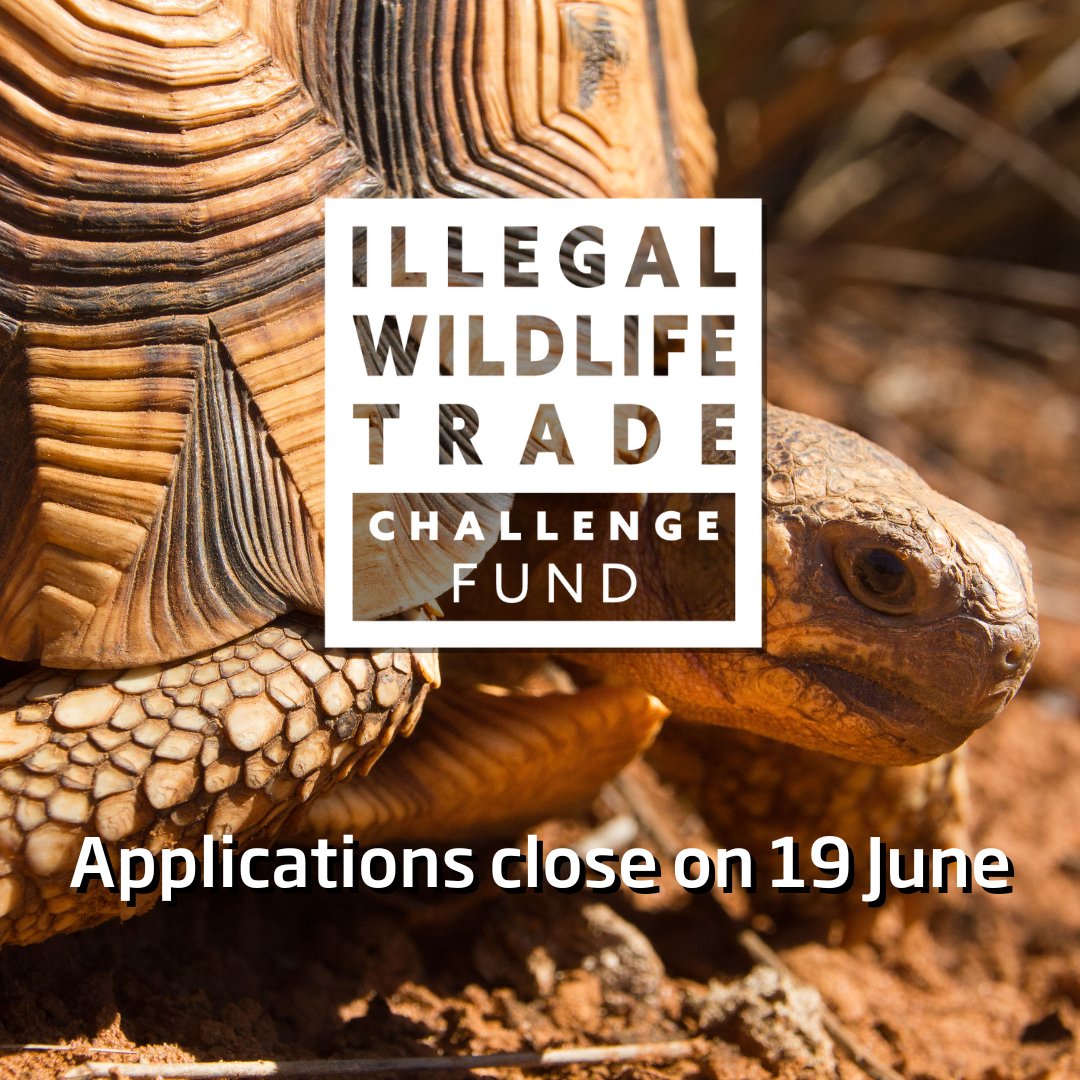 Are you interested in tackling the #IllegalWildlifeTrade and contributing to #SustainableDevelopment?

💰3 #IWTCF funding schemes
⏱️3 days left to apply
🗓️Applications close 23:59 BST Monday

Good luck!🌼🔗iwt.challengefund.org.uk/apply/

#EndWildlifeCrime #Funding @DefraGovUK