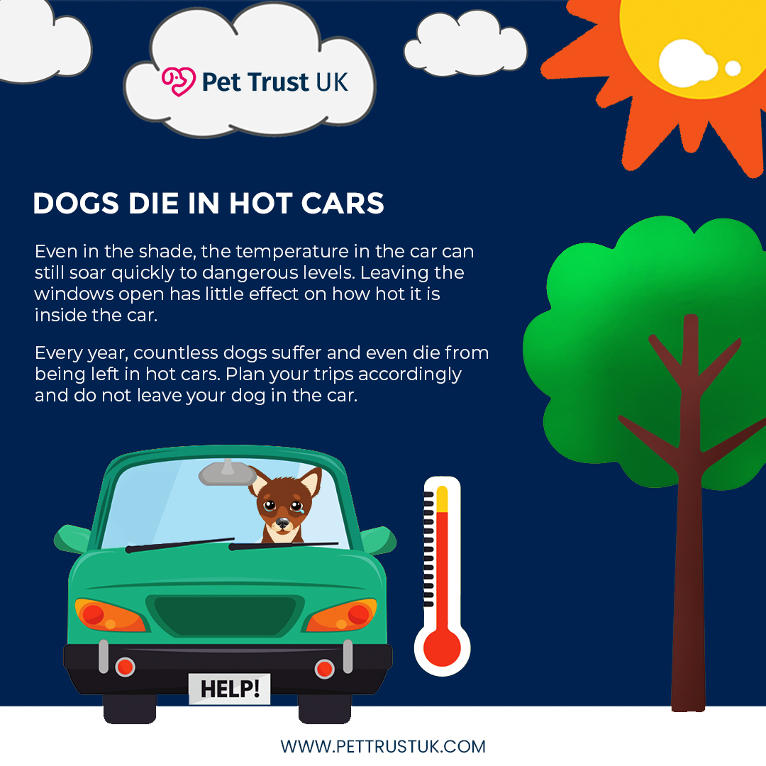 Dogs die in hot cars  🔥🚫
#HotCarsDanger #ProtectOurDogs #DogSafety #SpreadAwareness