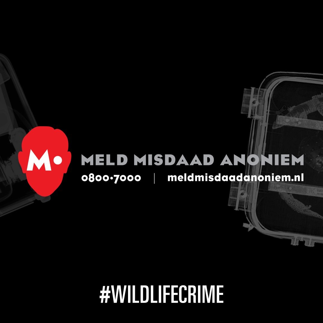 Ook in Nederland wordt veel geld verdiend met de illegale handel in beschermde dieren en planten. Ze komen via een verborgen circuit terecht bij liefhebbers of als product in de woonkamer. Vermoed jij illegale in Wildlife crime? Herken de signalen: meldmisdaadanoniem.nl/wildlifecrime ☎️