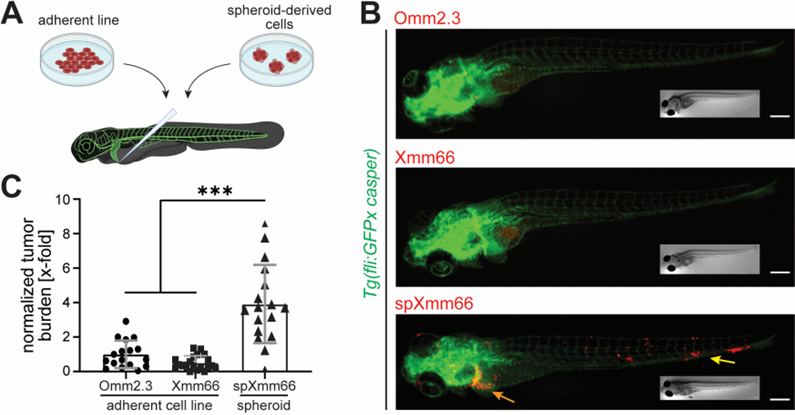 Our Latest publication is now online! We: 1) generated a Zebrafish PDX model of metastatic uveal melanoma 2) use #ferroptosis inducers for the experimental treatment of metastatic uveal melanoma link:👉rdcu.be/deEye from: snaar lab (not on twitter)/ @Engel_FB_Lab