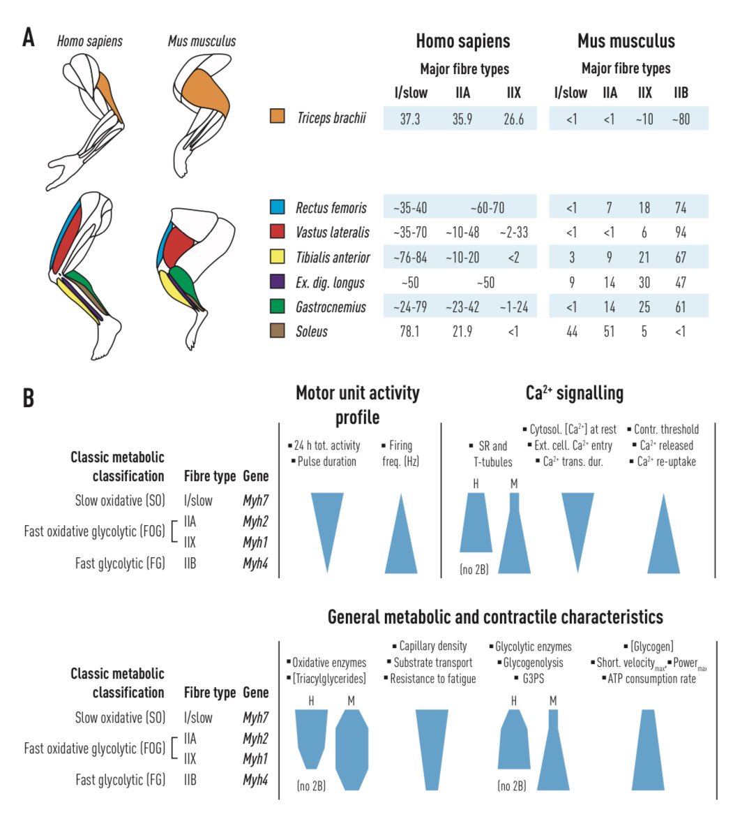 Kevin Murach (@kevinmurachphd) on Twitter photo I really like this comparison of mouse and human muscle by <a href="/DyarKen/">KenDyar</a> and <a href="/JonoSmith01/">Jonathon Smith</a>. This is in the supplements of the <a href="/NatRevMCB/">Nature Reviews Molecular Cell Biology</a> article with <a href="/JuleenRZierath/">Juleen R. Zierath</a>. Don’t overlook the bonus coverage! #myotwitter nature.com/articles/s4158… I really like this comparison of mouse and human muscle by <a href="/DyarKen/">KenDyar</a> and <a href="/JonoSmith01/">Jonathon Smith</a>. This is in the supplements of the <a href="/NatRevMCB/">Nature Reviews Molecular Cell Biology</a> article with <a href="/JuleenRZierath/">Juleen R. Zierath</a>. Don’t overlook the bonus coverage! #myotwitter nature.com/articles/s4158…