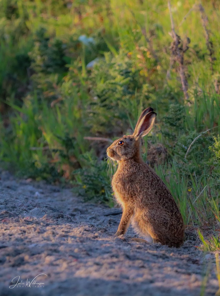 Brown hare leveret on the West Yorkshire Moors #leveret #brownhare #hare #rspb_love_nature #bbcspringwatch #BBCWildlifePOTD #TwitterNatureCommunity #TwitterNaturePhotography #wildisles #wildlifephotography #NaturePhotography