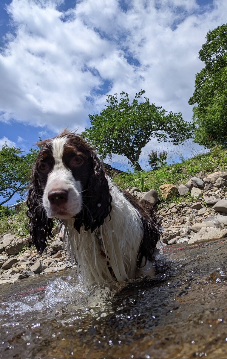 川遊びに行きました

#イングリッシュスプリンガースパニエル #englishspringerspaniel #川遊び