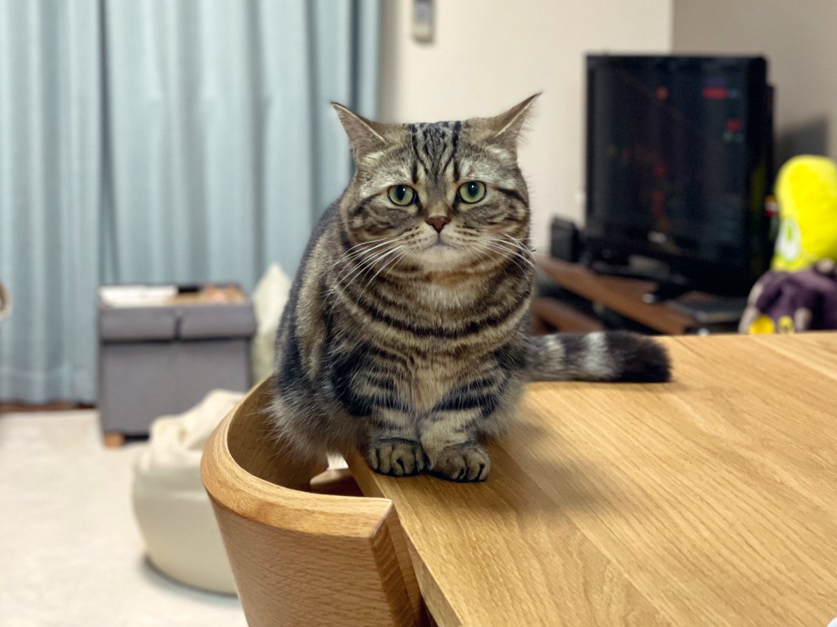 #あつまれたぬき猫
 たぬき顔で言ったら負けない！