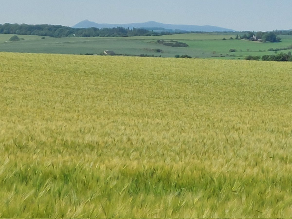 Not a bad day to be out looking at winter barley trials.Bennachie in the background and the sun's oot !! <a href="/BASFcropUK/">BASF Agricultural Solutions UK</a>