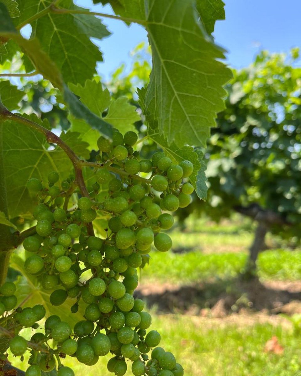 EquipeJMerlaut's tweet photo. 🍇Le temps de la #nouaison est bien là dans les vignes de Château Dudon.
#dudon #baurech #jeanmerlaut #jeanmerlautvins #jeanmerlautselection #bordeaux #bordeauxwines https://t.co/psyXAjBHmy
