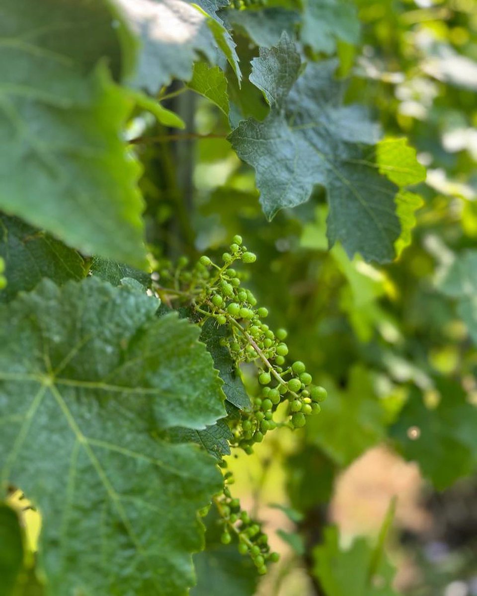 EquipeJMerlaut's tweet photo. 🍇Le temps de la #nouaison est bien là dans les vignes de Château Dudon.
#dudon #baurech #jeanmerlaut #jeanmerlautvins #jeanmerlautselection #bordeaux #bordeauxwines https://t.co/psyXAjBHmy