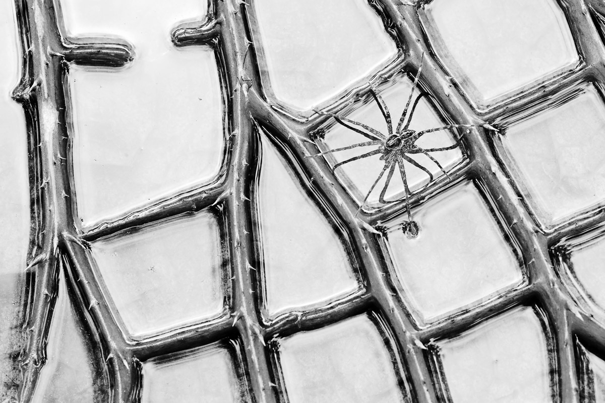 igpoty's tweet photo. 'Spider in the Frame' by Minghui Yuan, was awarded 1st Place, in IGPOTY Black & White, Competition 17.
📷 Nikon Z7 Mark II, Nikon Nikkor Z MC 105mm f/2.8 VR S macro lens, 1/40sec at f/13, ISO 1600.
#photooftheday #igpoty #igpoty17 #photographycompetitions #gardenphotography https://t.co/yyA0GpKgPv