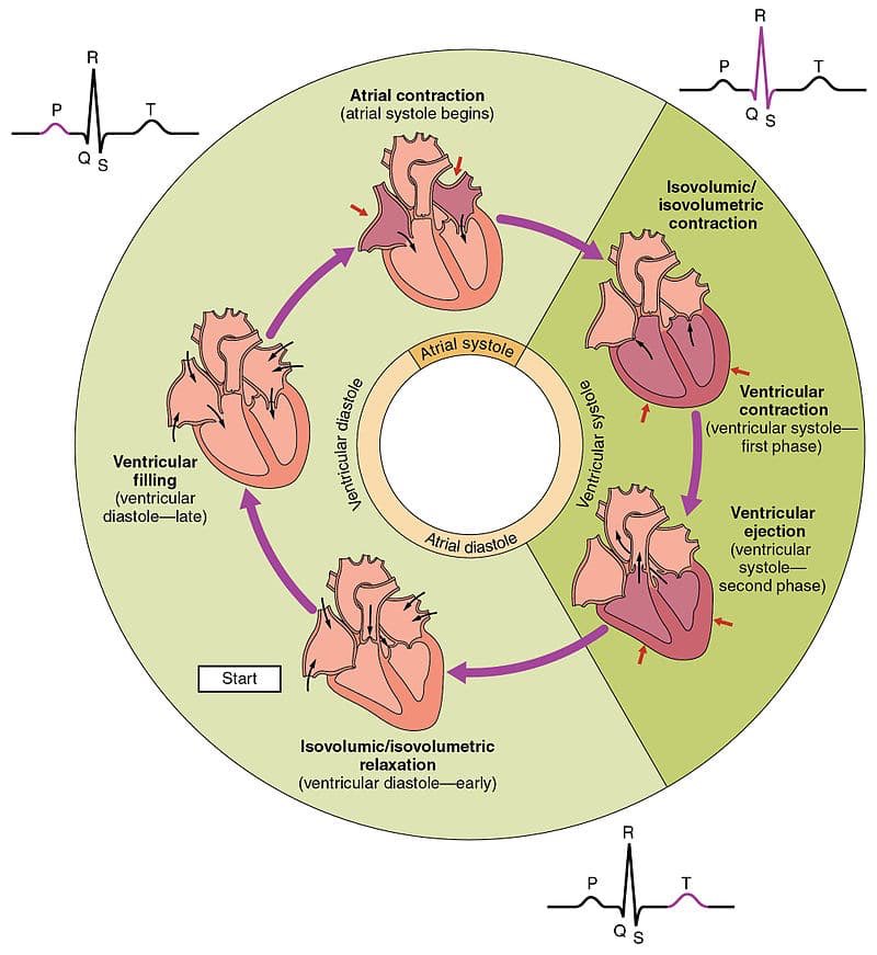 Back to basic .
.
.
.
Source : -geeky medics .
1. overview of the cardiac cycle.