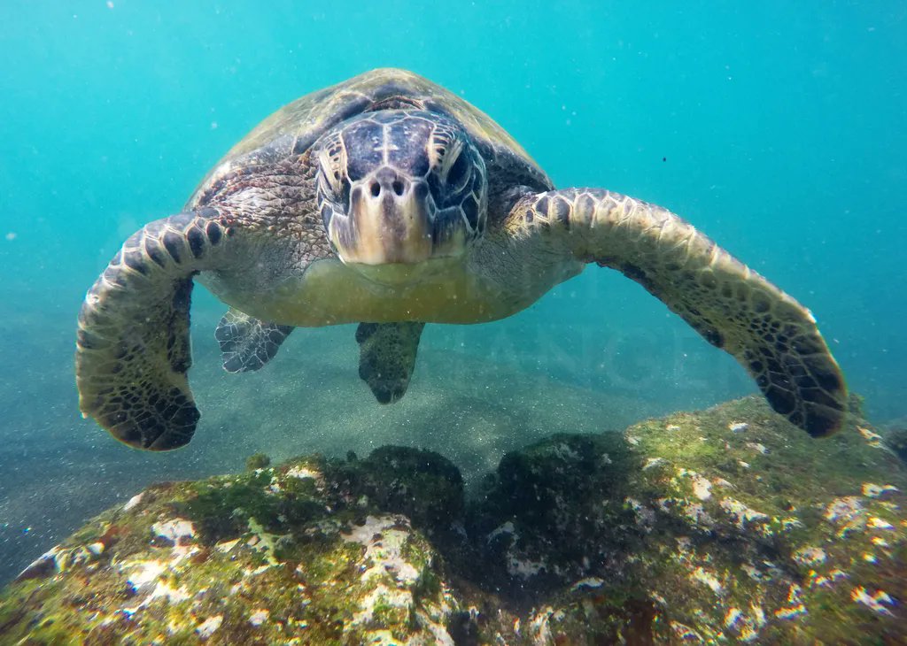 #FactFriday #AskMeAnything for #WorldTurtleDay 

What would you like to know about #marineconservation #impact & the #magical #experience you could live with our partners in #Galapagos?

Get out of your shell & Ask us!

#turtles #turtle #seaturtle #seaturtles #GalapagosIslands