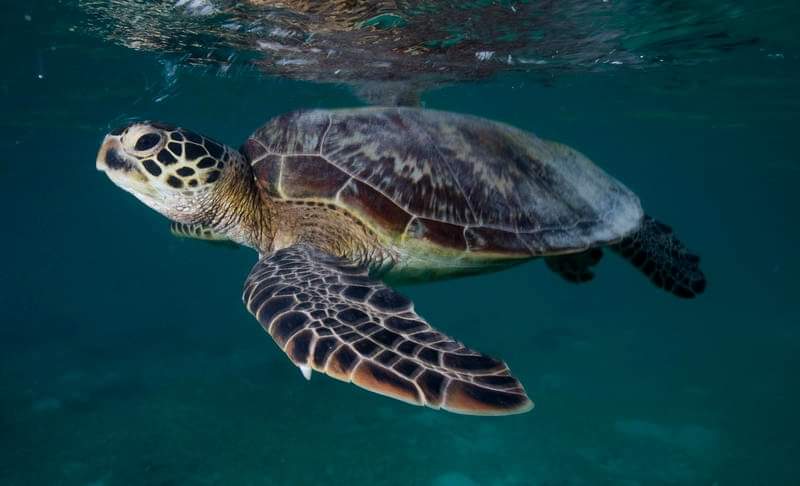 Happy World Sea Turtle Day! ⁣💙

Let's show these iconic sea ambassadors some love on this, and every, day! #ProtectTheOceans, protect their home.

#ProtectTheOceans 

📸 © Paul Hilton / Greenpeace

#oceans #turtles #turtleday #worldturtleday #turtle #greenpeace