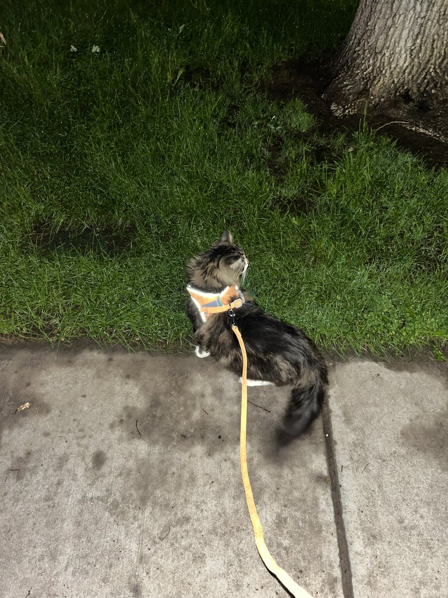 buttdemon69's tweet photo. salami takes on cap hill https://t.co/Iexb4AKw0h