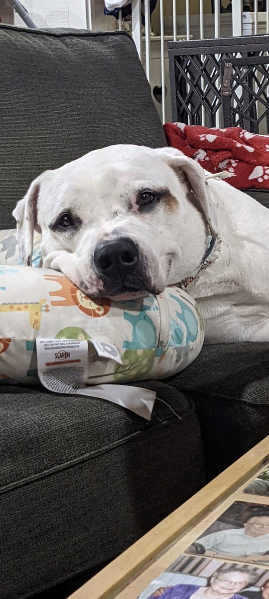 24 hour stream is two days away, Sun at 6pm EST! I'm raising money for my sweet Griff's back surgery! Come by and chill! Full story of what happened in link below. 

m.facebook.com/story.php?stor…