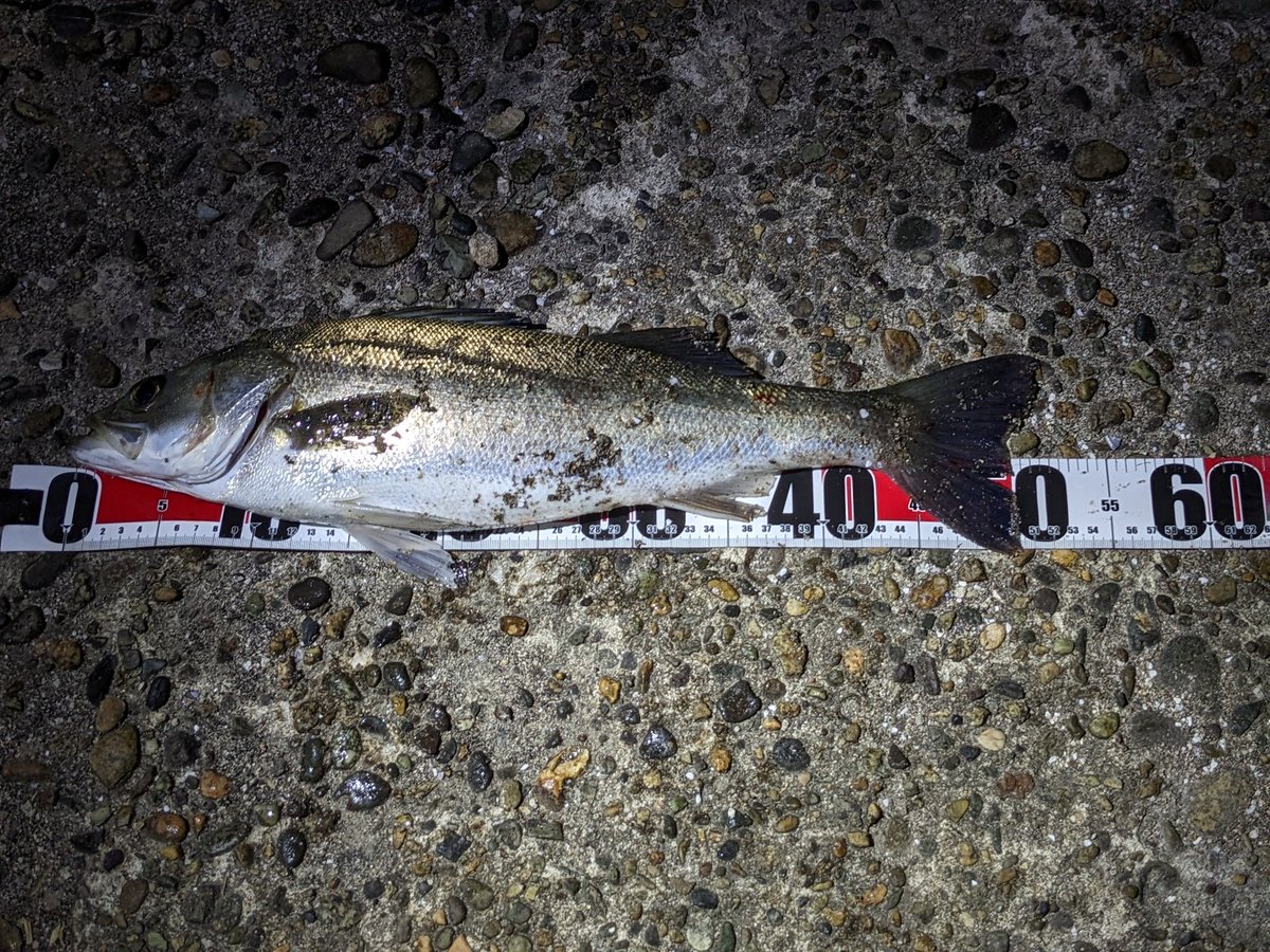 bz178shian's tweet photo. 昨日遊ウチの子になった子😂
約1年ぶりのおひさシーバスぅぅぅ🎣
鱒レン+ダイソーシンペン(60mm)で！鱒レンで大きい魚釣るの楽しすぎるー🎶
#シーバス #ふっこ #52cm #秋田港 #鱒レンジャー #DAISO #ダイソーシンペン #シンキングペンシル #コットンキャンディー https://t.co/ywllWgdObH