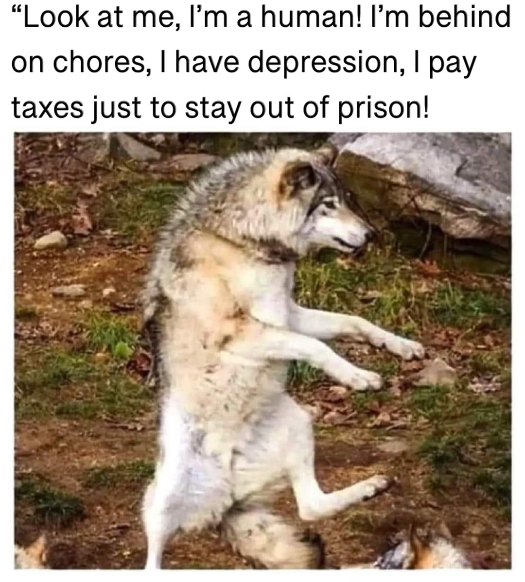OldMemeWizard's tweet photo. Dsasdsss https://t.co/12YZEZqQm5