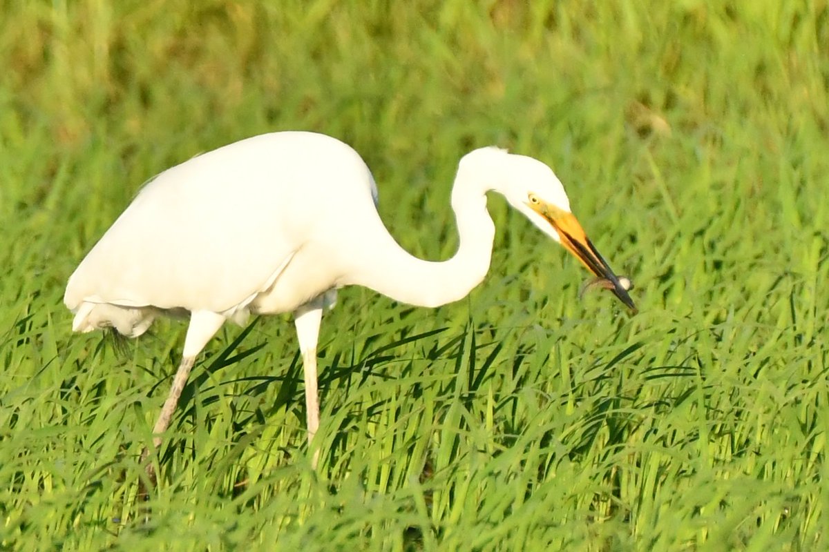 腹ごしらえ

#ダイサギ #野鳥 #野鳥観察 #野鳥撮影 #野鳥写真 #birds #great #egret