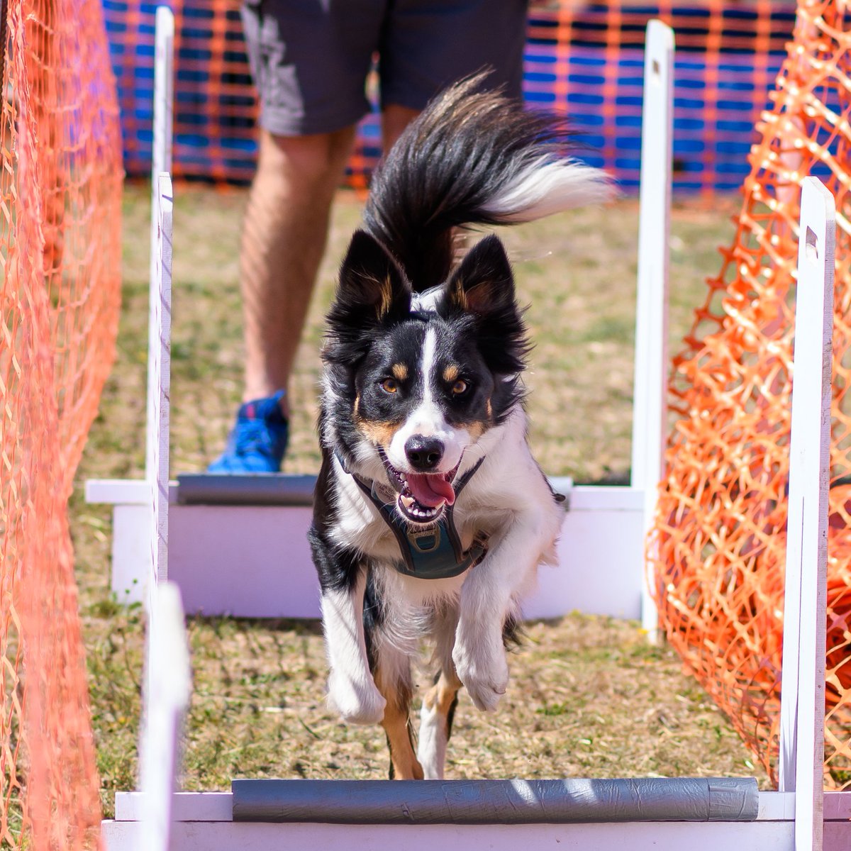 Will you be joining us for our Country Dog Show on Sunday 6th August?

We are very excited to welcome you back to our Church Knowle centre for this fun and fabulous day!

Please visit our website at: mgar.org.uk/CountryDogShow… for more information.

We hope to see you there 🐶