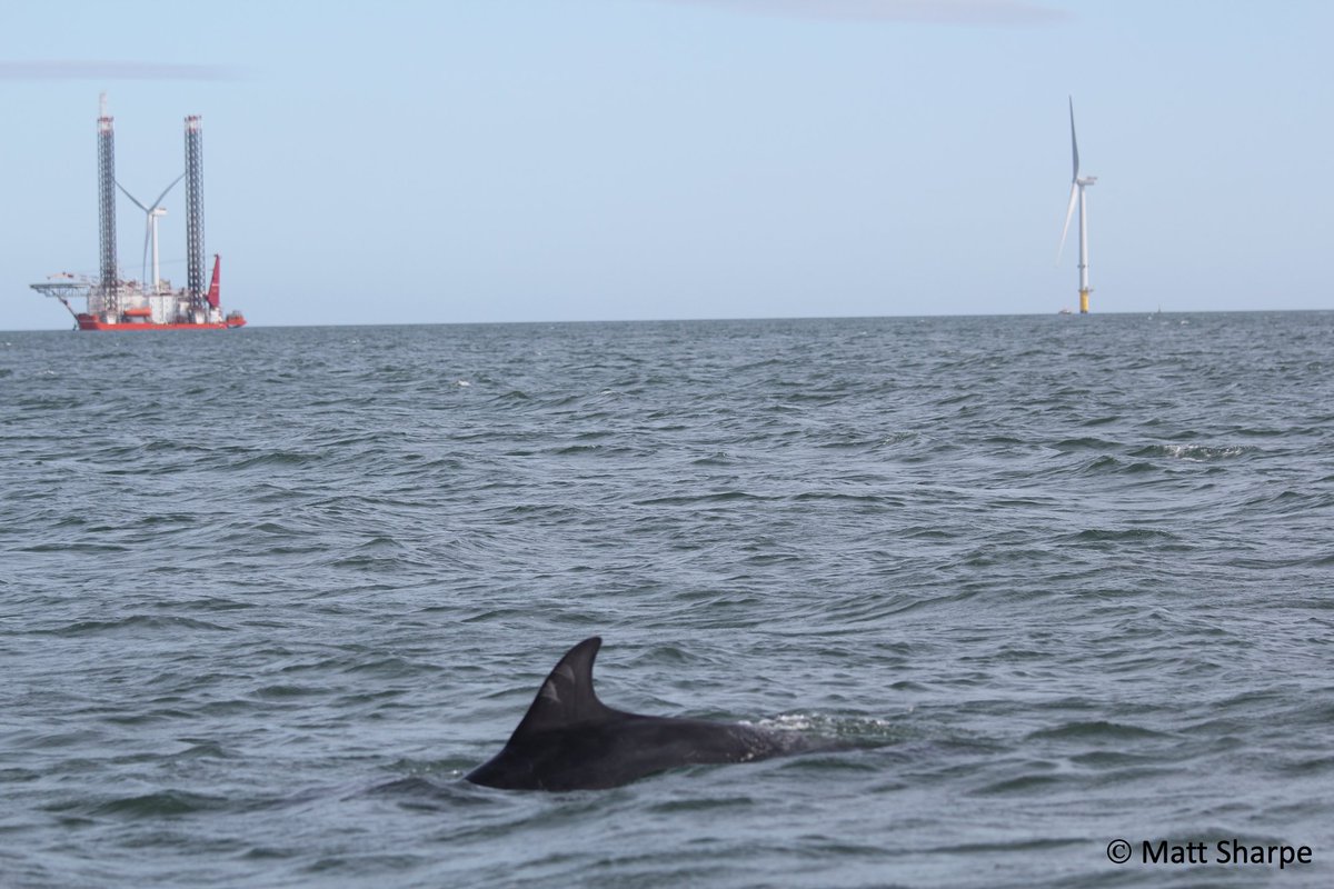 New Paper!

Offshore wind turbines are key to a low-carbon future, but construction using pile-driving is damaging to dolphins &amp; porpoises. Can we do better?

Our new OA paper: doi.org/10.1007/s00227… suggests gravity-based foundations offer a more dolphin-friendly alternative.
