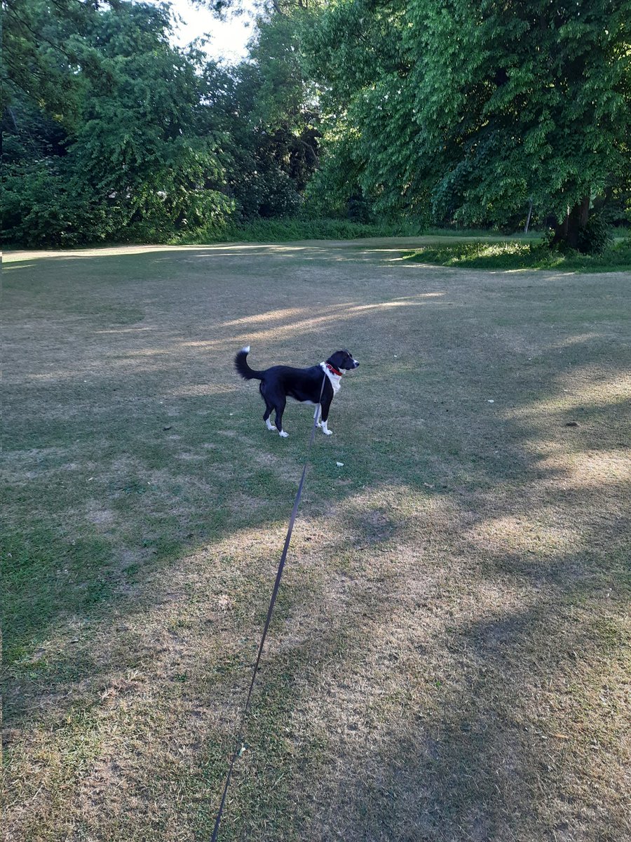 SteveFairchil18's tweet image. @AphasiaSupport #bigstepchallenge #AphasiaAwarenessMonth 
Just over the 225000 steps so far this month, early morning walks with Annie get a great start to the day