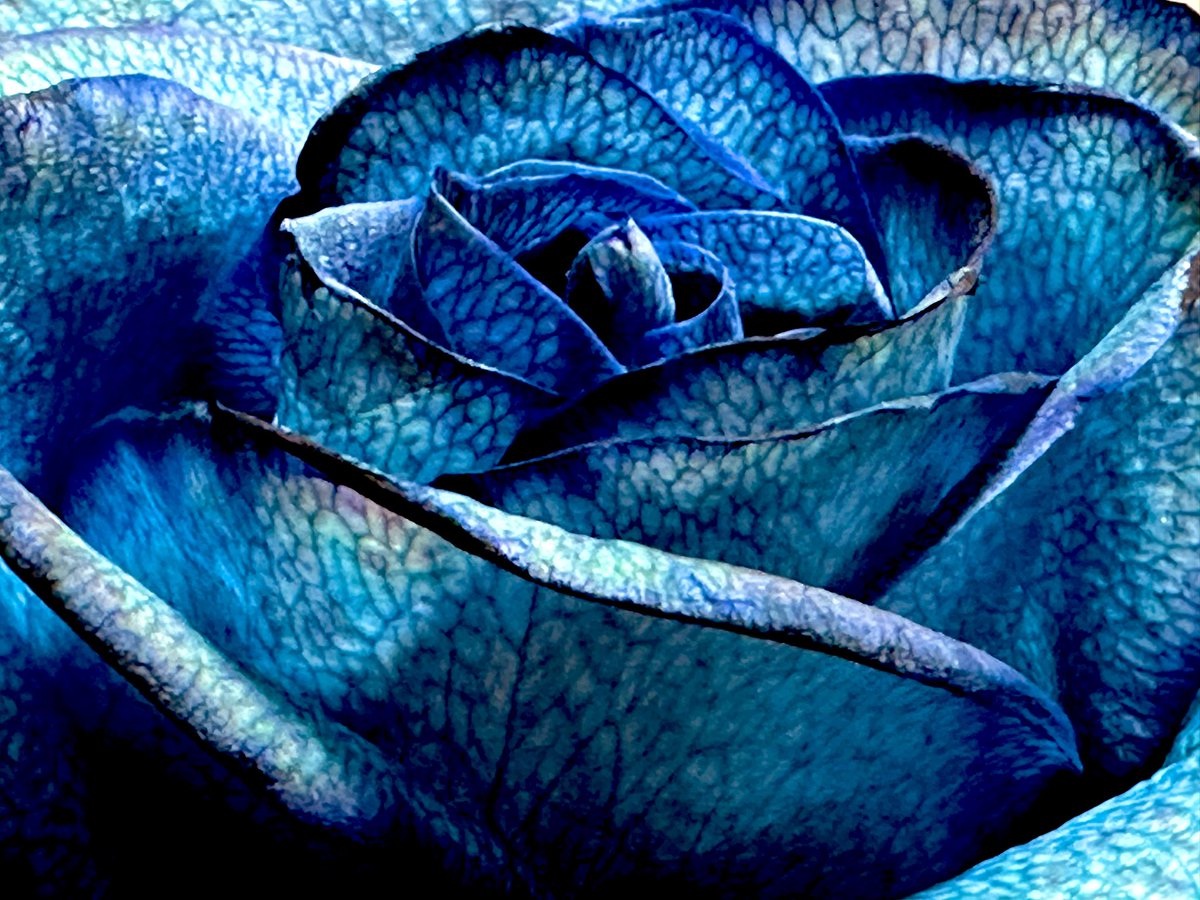 コバルトブルーに魅せられて✨

お花屋さんで一目惚れヾ(๑╹◡╹)ﾉ'♡
花言葉は
「奇跡」「夢叶う」「神の祝福」

＃写真好きな人と繋がりたい 
＃青いバラ
＃花言葉
＃一目惚れ