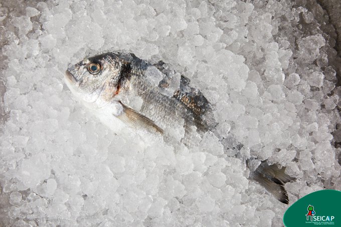 ⚠️¿Cómo evitar la contaminación por anisakis?

La mayoría de los alérgicos a anisakis, deben consumir el pescado marino sólo si ha sido congelado (durante 1 semana y al menos a -20º)

Descubre el resto de recomendaciones
seicap.es/alergia/alergi…