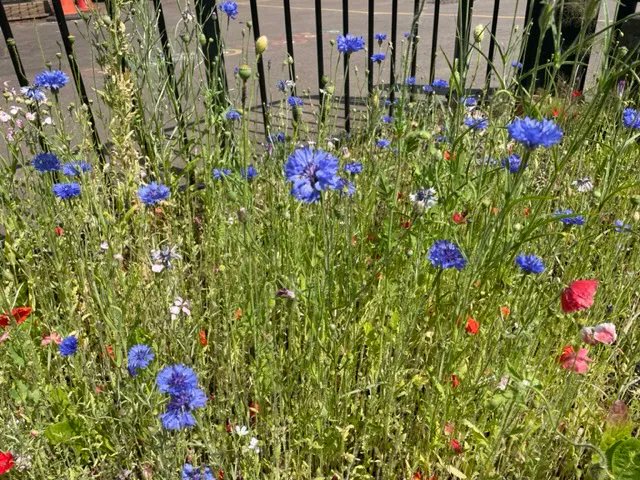 HambrookSchool's tweet photo. #hambrookr have been busy looking after the beautiful wildflowers they have been growing in our outside area. https://t.co/uyAmfDidXF