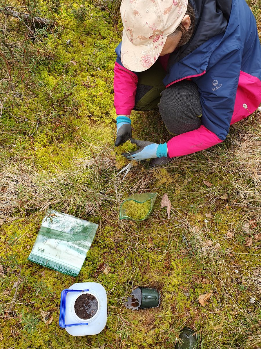 MariKononen's tweet photo. Had a chance to enjoy professor @RaijaLaiho, the PI of this project, company in the field. Though, she focused on weeding invase species instead of collecting shrubs besides giving intellectual view points. https://t.co/kZiN7mxkQL