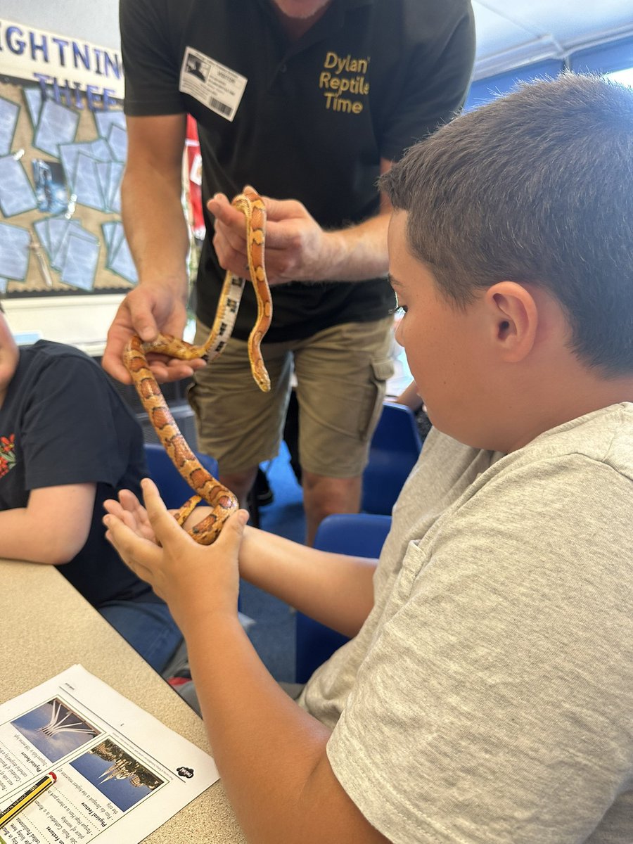 Year5_GV's tweet photo. This morning, Dylan’s Reptiles came into school as part of our English unit. He spoke about how David Attenborough inspired his love of animals, we even got to hold a snake and bearded dragon! 🐍 #Omar #OmarInAction #Outstanding https://t.co/gULSJpNb9O