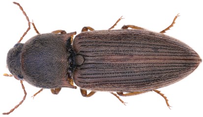 Identifying a sex pheromone for the wheat wireworm Agriotes mancus that can be included in the development of pheromone-based programmes to monitor and manage native and invasive wireworm pests: resjournals.onlinelibrary.wiley.com/doi/10.1111/af… #click #beetles #invasivepests #insectpestmanagement