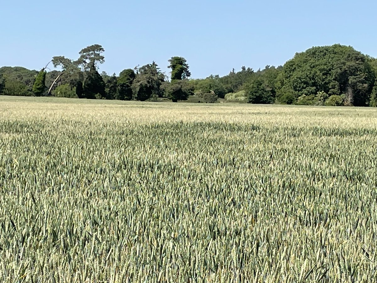 JimScarratt's tweet photo. Oh the joys of light land wheat growing🤦♂️🤦♂️ #drought23, worst than #drought22 https://t.co/19vyonME6j