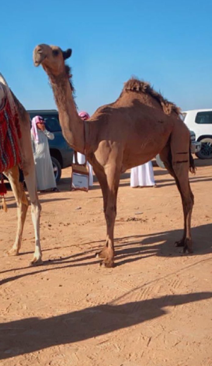 #مزاين_تبوك
مشاركة الفرديه #عبده للمالك ابن العم
#خليف_فرج_السعران_الحازمي

تدحم الميدان  كبره ماتهابه
ماختلف عند. المزاحم سيرها 

واثقه عند المزاحم والمجابه
كن بالميدان مامن غيررررهاا
#عبد_الودهي