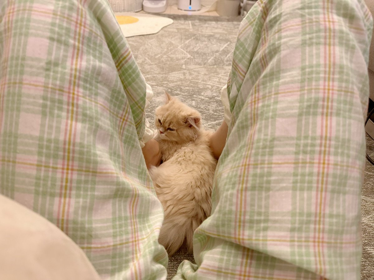 maple_muffin_'s tweet photo. 気付いたら足の間にすっぽり入って眠ってた子🐥
#minuet #猫のいるくらし #子猫 https://t.co/fmfp4vXUJV