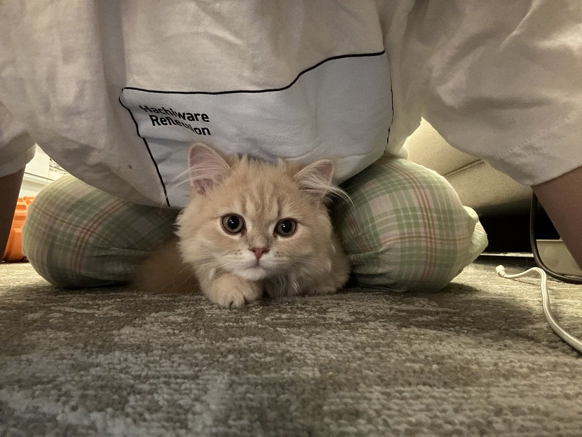 maple_muffin_'s tweet photo. 気付いたら足の間にすっぽり入って眠ってた子🐥
#minuet #猫のいるくらし #子猫 https://t.co/fmfp4vXUJV
