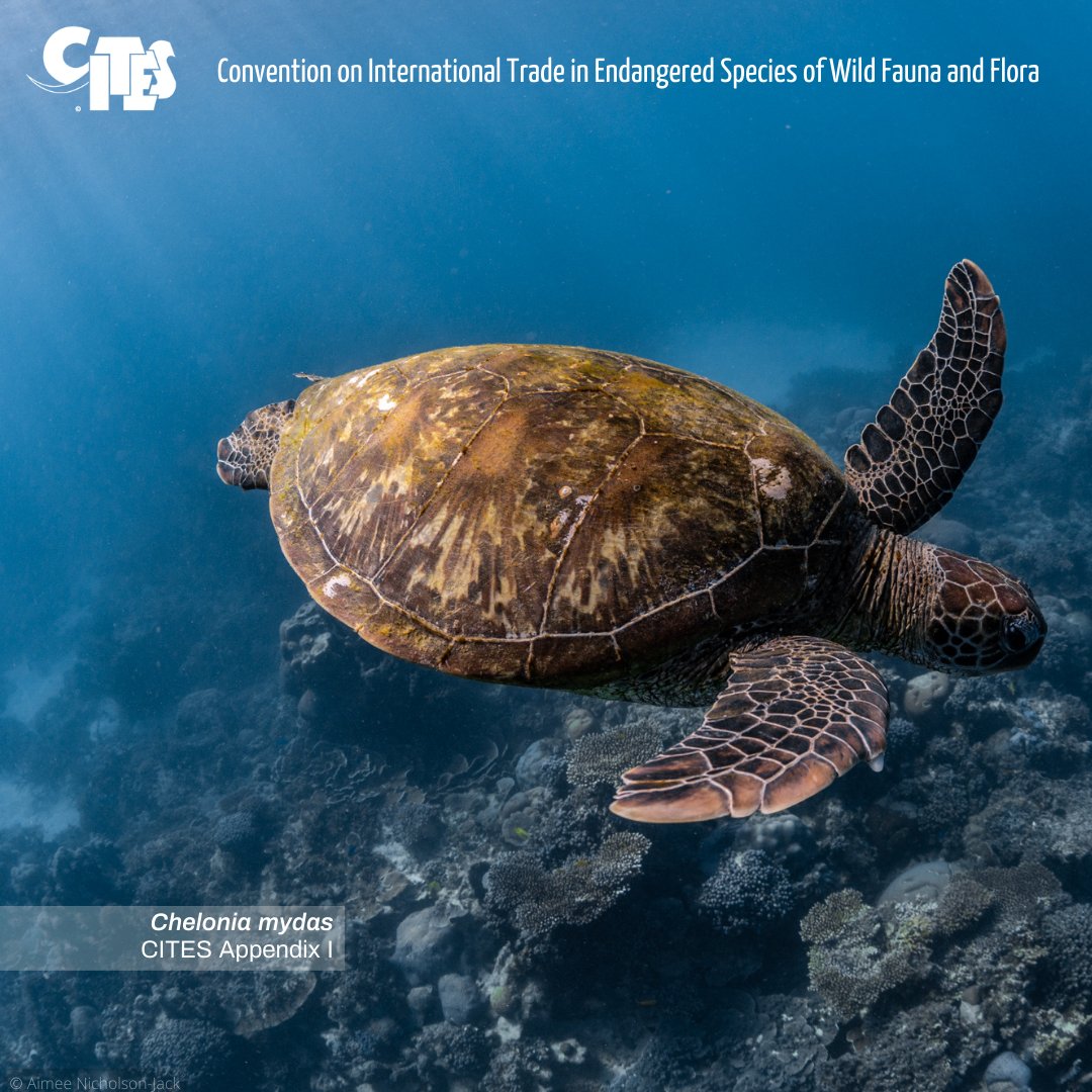 It's #WorldSeaTurtleDay!

Since 1981, all 7 marine #turtle species have been listed in #CITES App. I. Illegal trade & other threats (bycatch, habitat loss, etc.) still endanger their survival.

Catch up on #CITESCoP19 recs for improving 🌊🐢 conservation: cites.org/sites/default/…