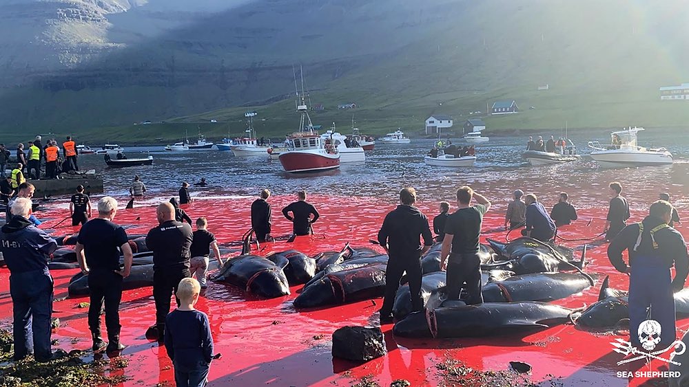 Full credit to the island of Jersey's Parliament for speaking out against the Faroe Islands mass whale and dolphin slaughter. Other parliaments and governments around the world should speak out against this senseless and unnecessary slaughter too. #savethewhales