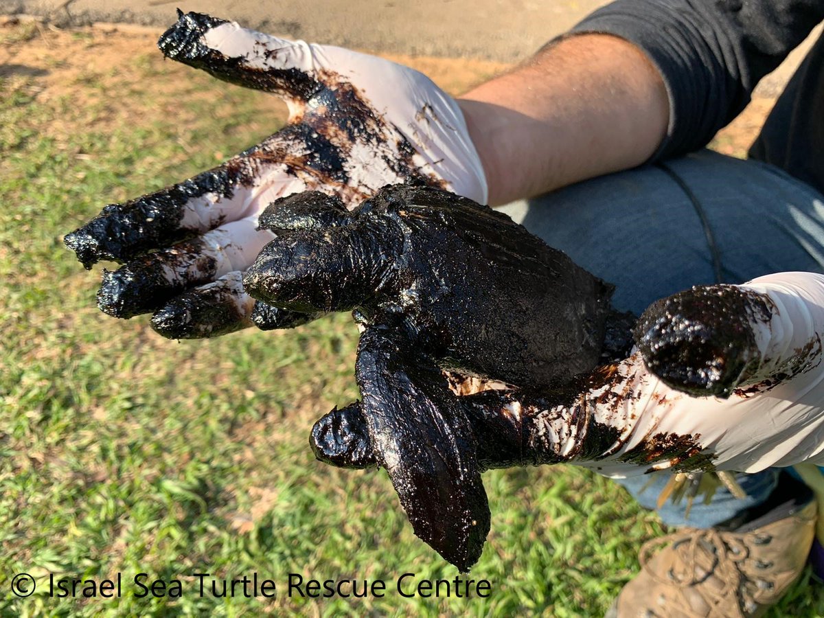 Today is #WorldSeaTurtleDay. Sea turtles face many threats, and in case of a #marinepollution event, it is important to protect nesting beaches and rehabilitate impacted individuals. #EUROWA has developed protocols for turtle rehabilitation after an #OilSpill🐢💙