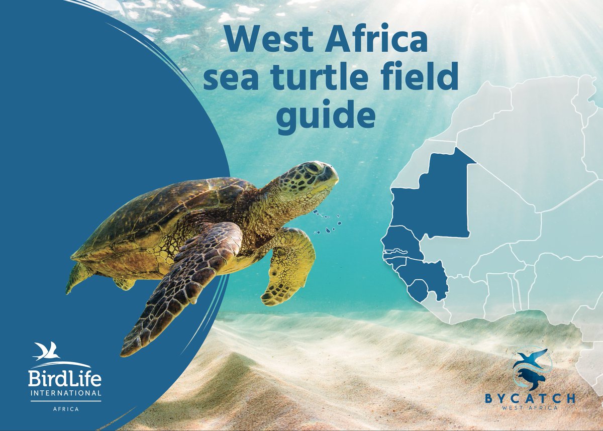 Today the world is celebrating World Sea Turtle Day 🐢 Our marine project team invites you to discover this magnificent guide to turtles in West #Africa.
English 👉🏽 tinyurl.com/svbvtx52
French 👉🏽 tinyurl.com/2evzk2j7
Portuguese 👉🏽 tinyurl.com/2p96b5cy
#WorldTurtleDay