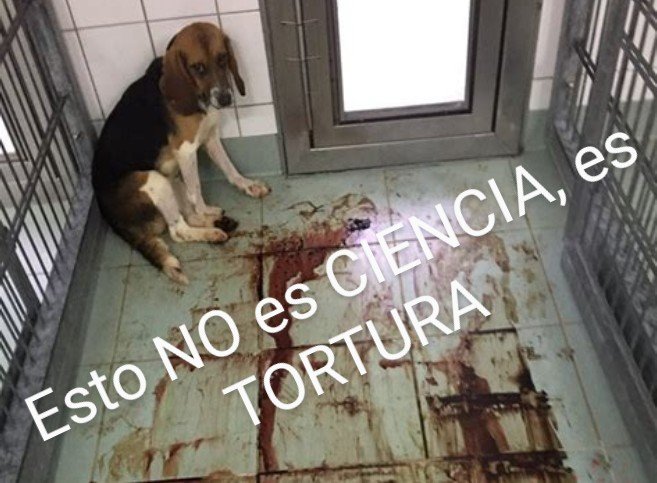 Hay 'gentecilla' sin escrúpulos que apoya la EXPERIMENTACIÓN ANIMAL. Dicen que los ANIMALES NO sienten DOLOR, por eso les PARTEN la PATA, una y otra vez, a cachorros de BEAGLE, para PROLONGAR el HUESO y luego MATARLOS. 
Es DEMENCIAL
#EndAnimalTesting
#RescateVivotecnia
@EMA_News
