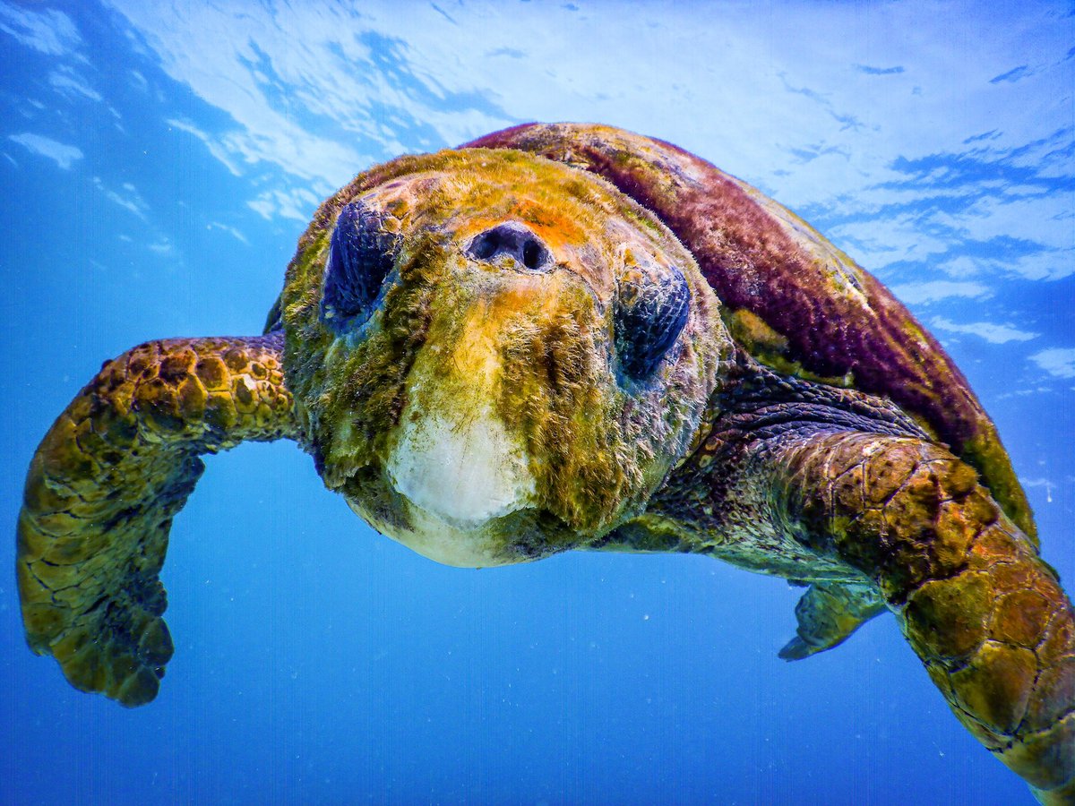 SeaTurtlePS's tweet photo. It's finally here! 
World Sea Turtle Day 2023!!
See comments for more.

#seaturtleweek23 #seaturtleweek #seaturtleweek2023 #seaturtleresearch #seaturtlepreservationsociety #conservation #seaturtlelove #seaturtles #seaturtle #seaturtleconservation https://t.co/kixFyidUpf