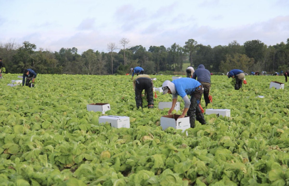 NEW: The implementation of a strict immigration law in Florida, backed by Ron DeSantis and Republican lawmakers, is having a DEVASTATING impact on the agricultural sector. With an estimated 300,000 undocumented farm workers in the state —  60% of the sector’s workforce — it has…